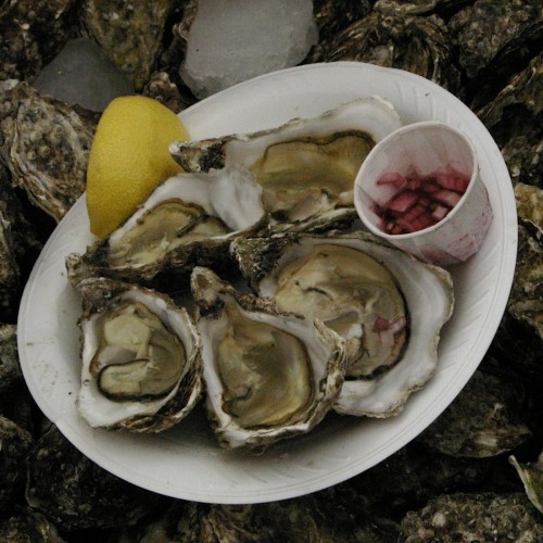 more oysters